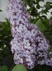 Syringa vulgaris_Lilac (2015, April 30)