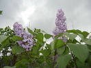 Syringa vulgaris_Lilac (2015, April 30)