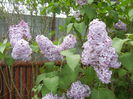Syringa vulgaris_Lilac (2015, April 30)