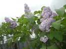 Syringa vulgaris_Lilac (2015, April 30)