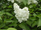 White Lilac Tree (2015, April 30)