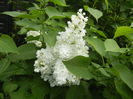 White Lilac Tree (2015, April 30)