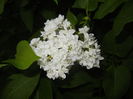 White Lilac Tree (2015, April 30)