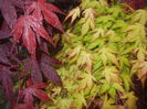 Acer Bloodgood & Katsura (2015, Apr.29)