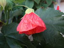 abutilon ciclam (17-05-2015)
