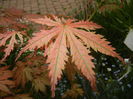 Acer palmatum Ariadne (2015, April 30)