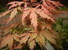 Acer palmatum Ariadne (2015, April 30)