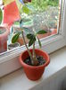 adenium