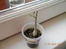 un adenium piticut