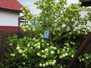 viburnum opulus Roseum