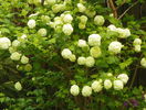 viburnum opulus Roseum