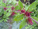 calycanthus floridus