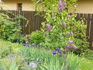 liliac Sensation