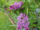 liliac Sensation