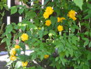 kerria japonica