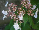 viburnum sarg. Onondaga