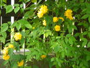 kerria japonica