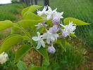 liliac Belle de Moscou