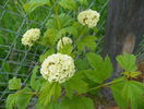 viburnum opulus Roseum