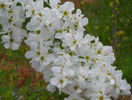 exochorda The Bride