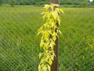 acer negundo Kelly's Gold