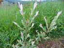 salix Hakuro Nishiki