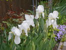 iris florentina