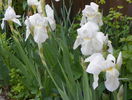 iris florentina
