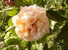 Rosa Caramela