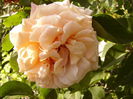 P1230795