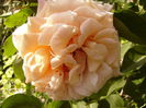 P1230796