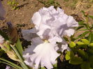 Iris Scandia Delight