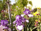 Iris Art Deco