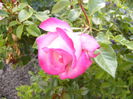 Rosa Harlechin