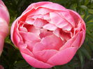 Paeonia Coral Charm