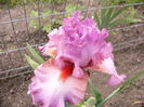Iris Extravagant