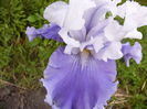 Iris Sierra Grande