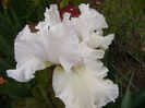 Iris Pure as The