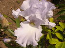 Iris Scandia Delight
