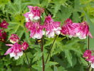 aquilegia Pink Petticoat