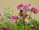 aquilegia Pink Petticoat