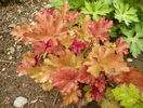 heuchera Marmelade