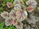heuchera Venus