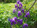 iris germanica