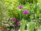 allium Purple Sensation