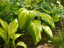 hosta Warpaint