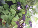 oxalis