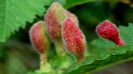 gale - excrescente ale frunzei produse de intepaturi de insecte