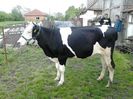 Holstein