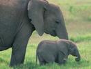 Imagini Elefanti Animale Wallpapere cu Elefanti Desktop